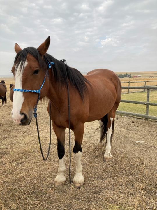 Name a Horse at Tim Horton Children's Ranch-2 | Powered by Givergy